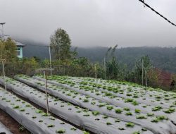 Program Electrifying Agriculture PLN UIP Nusra Tingkatkan Produktivitas dan Pendapatan Petani Desa Lungar