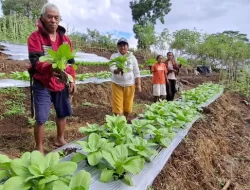 Dampak Program TJSL PLN UIP Nusra Kian Terasa, Poktan Wela Sita Werek Kembali Panen Hortikultura