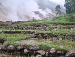 Masyarakat Rasakan Manfaat Kehadiran PLTP Ulumbu, Pertanian dan Sumber Air Tetap Terjaga