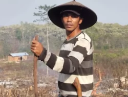 Ditinggal Rawat Ibu di RS, Guru Honorer di Manggarai 4 Kali Kecurian Bibit Porang